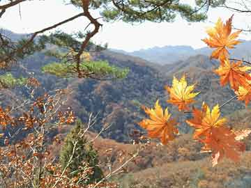 澳門(mén)管家婆四肖選一肖期期準(zhǔn),合理決策執(zhí)行審查_(kāi)yShop28.702