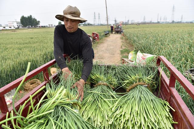 邳州蒜苔價(jià)格動(dòng)態(tài)解析，最新行情分析