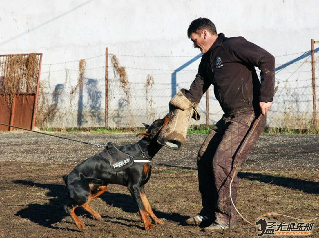 猛犬俱樂部，下載、探索與體驗(yàn)之旅