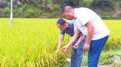 通山縣農(nóng)業(yè)農(nóng)村局最新新聞深度解讀