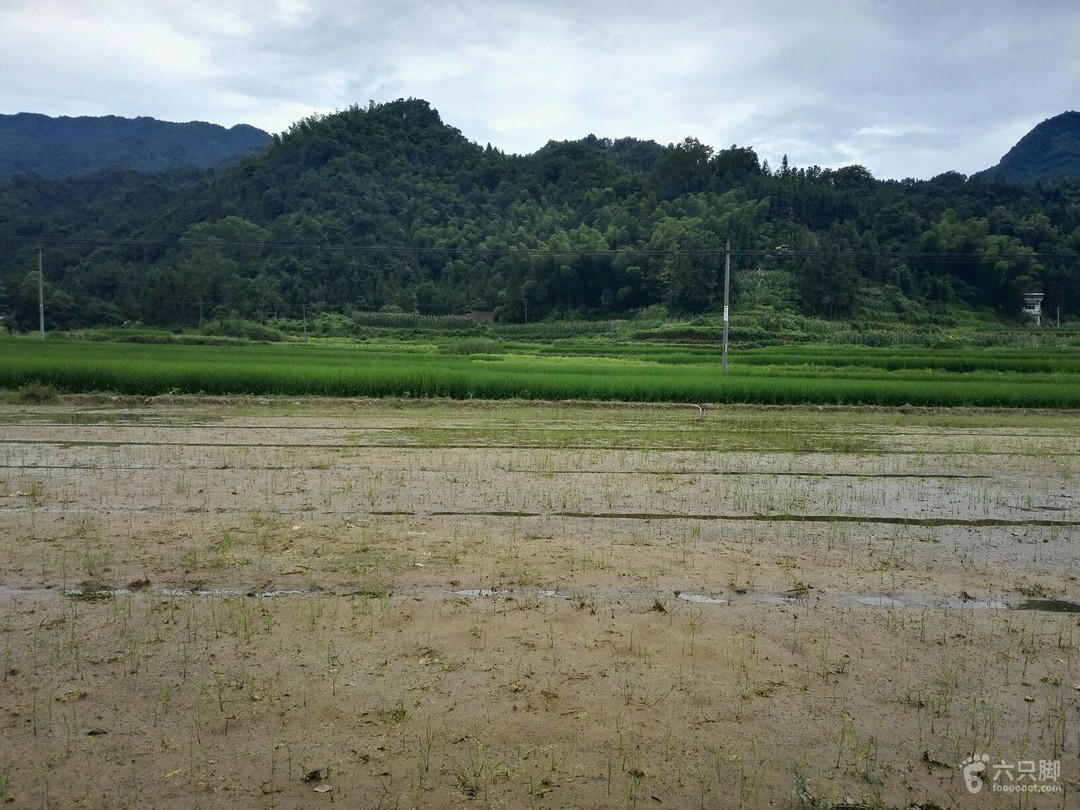 秧田村天氣預報更新通知